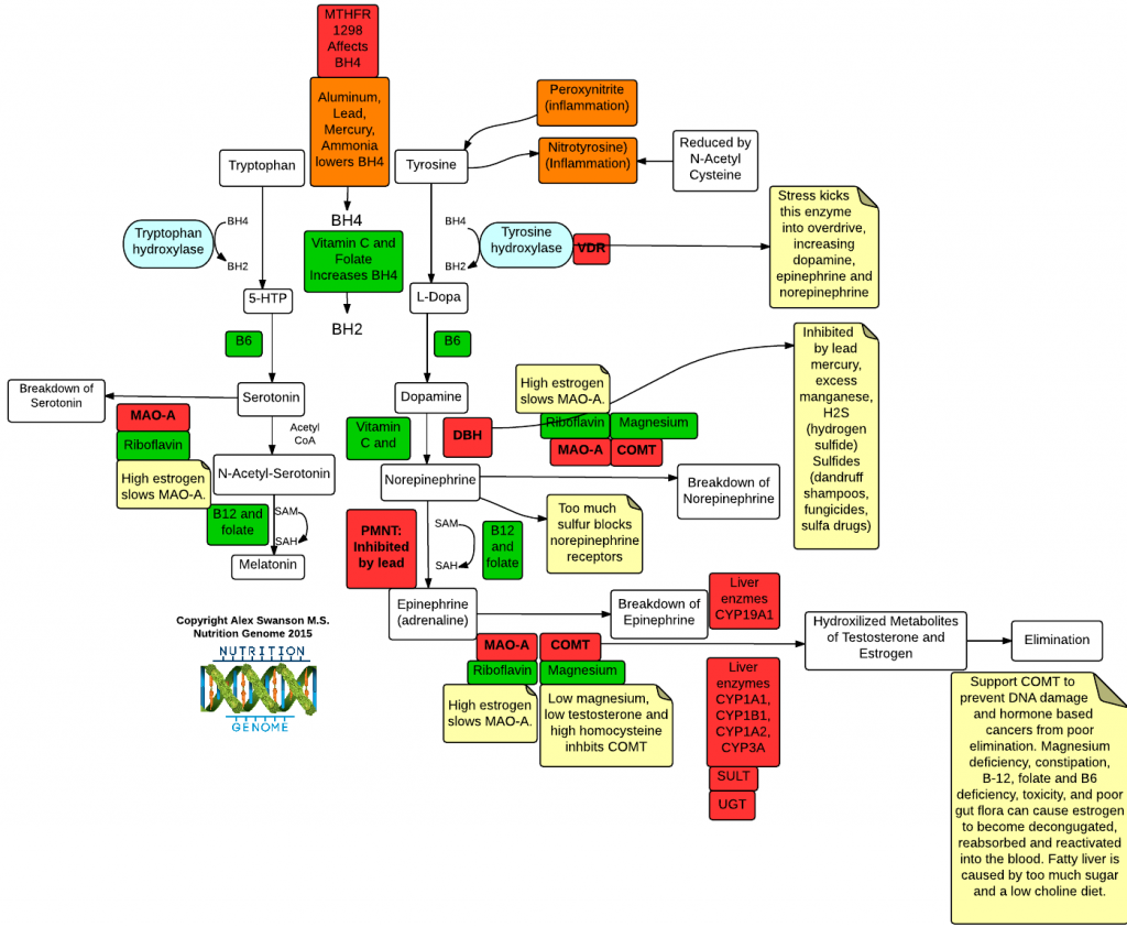 BH4 Cycle, COMT, MAO-A