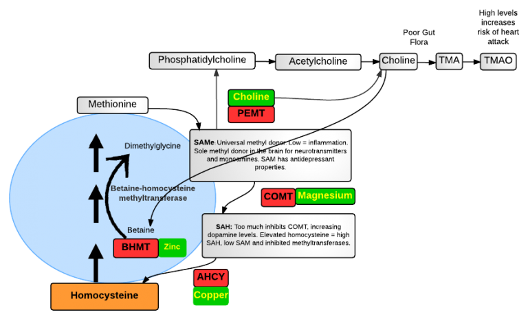 The Biochemistry of PEMT