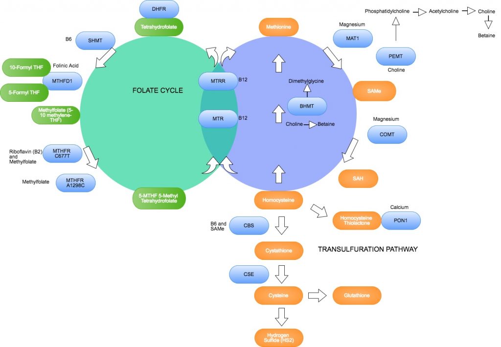 Methylation cycle