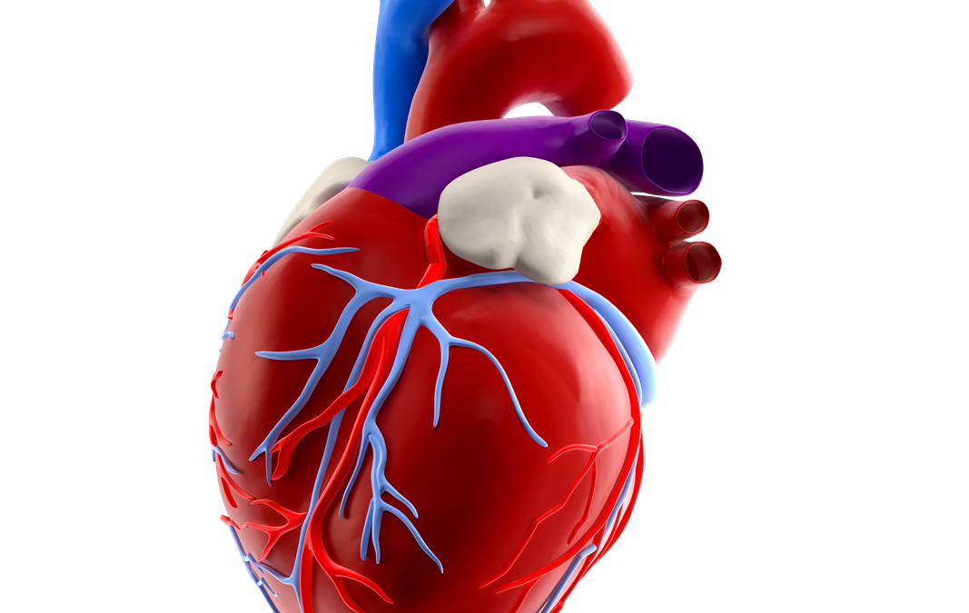 Topic 1: The Cardiovascular Genes