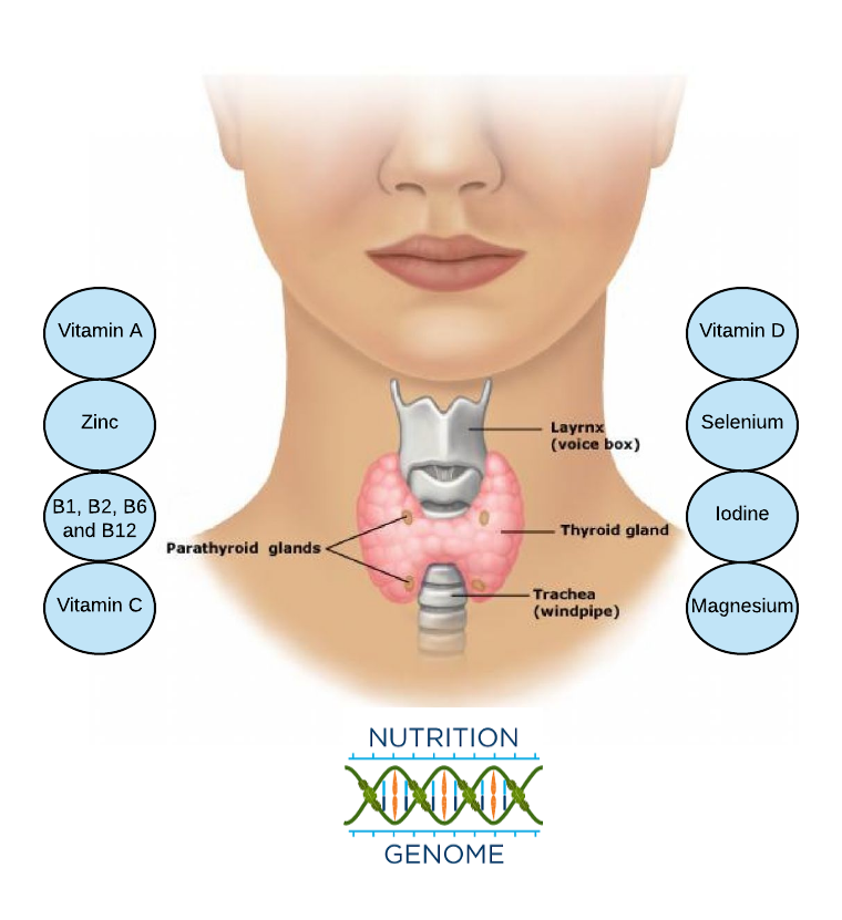 Is Hashimoto's disease genetic?