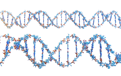 The Connection Between APOE and Cholesterol Levels